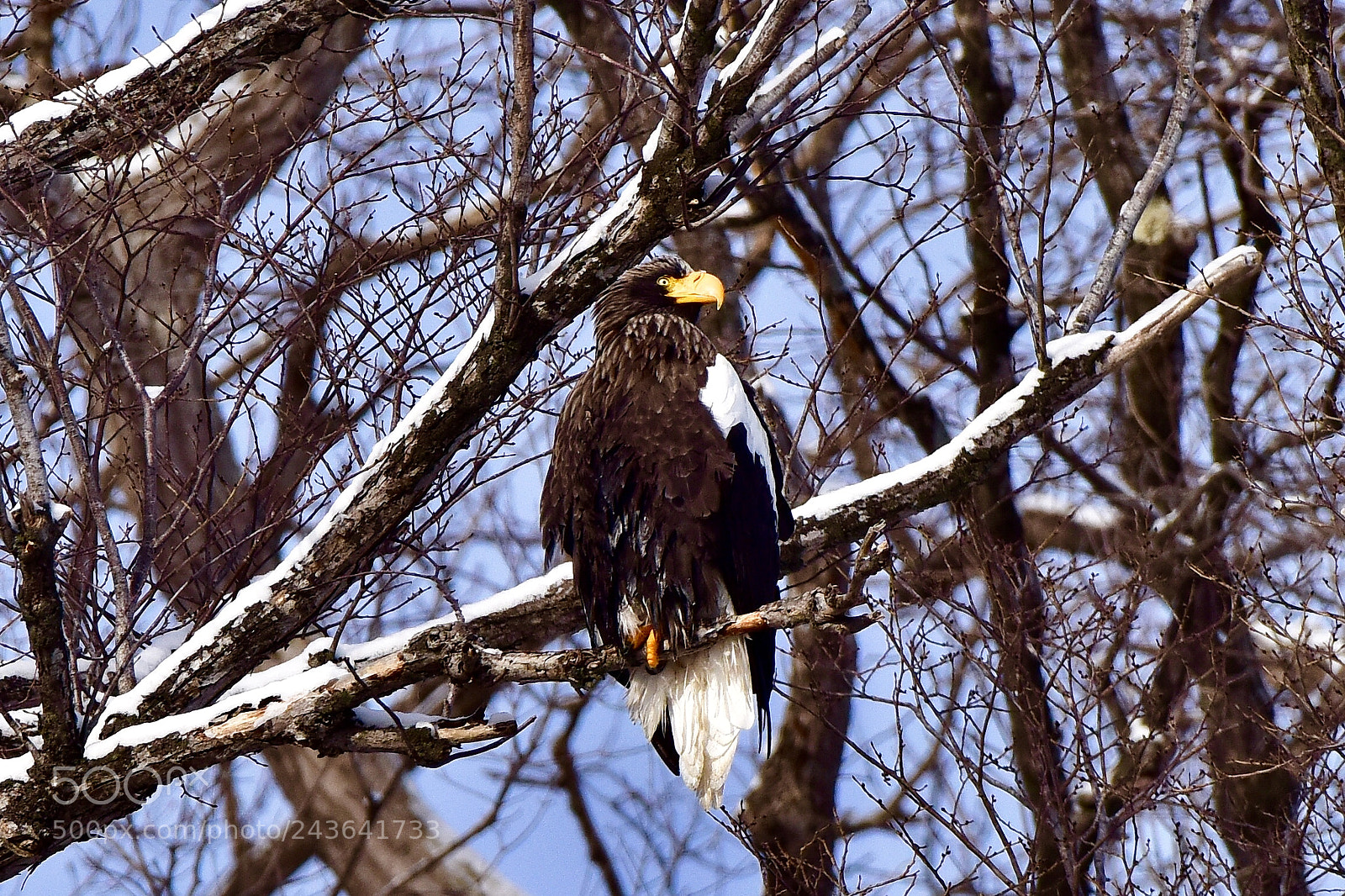 Nikon D810 sample photo. Stellers sea eagle abashiri photography
