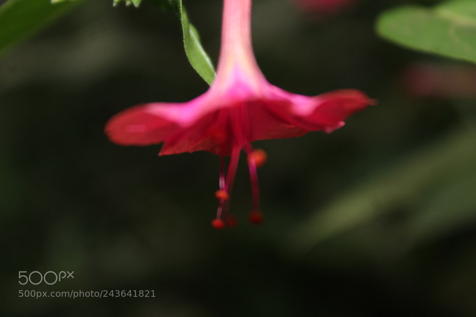 Canon EF-S 18-55mm F3.5-5.6 III sample photo. R.flower photography