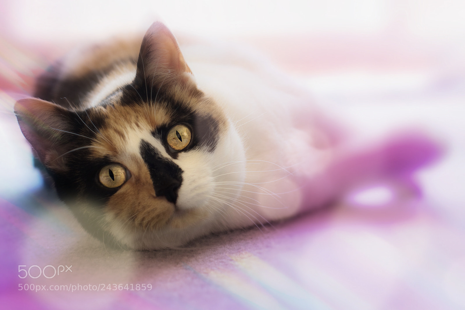 Nikon D5500 sample photo. Cat face photography