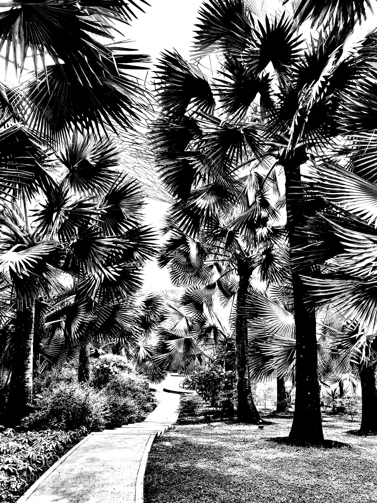 Olympus OM-D E-M5 sample photo. "creative path" photography