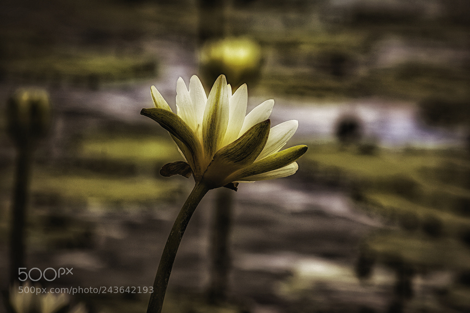 Nikon D7100 sample photo. Untitled photography