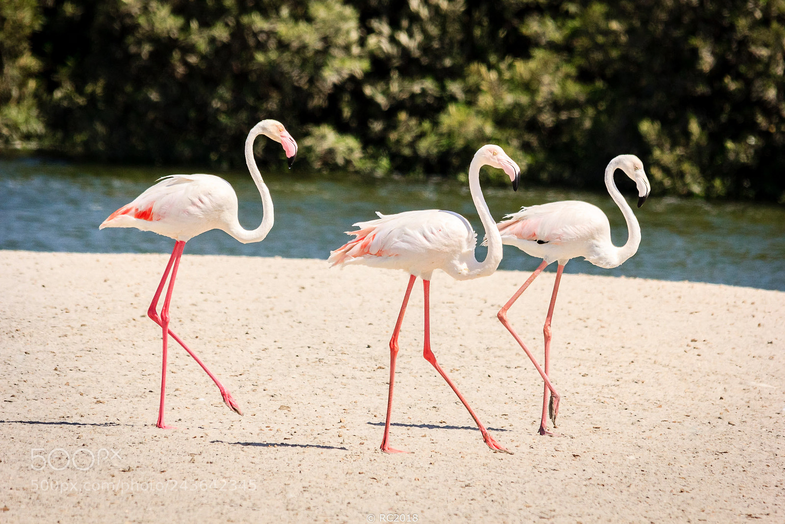Canon EOS 60D sample photo. Flamingo photography