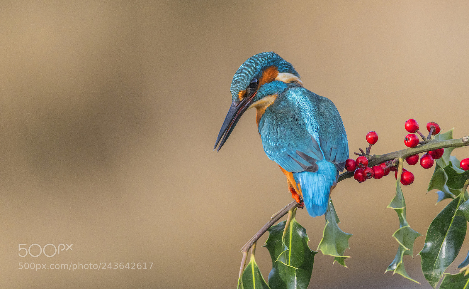 Nikon D500 sample photo. Kingfisher (m) photography