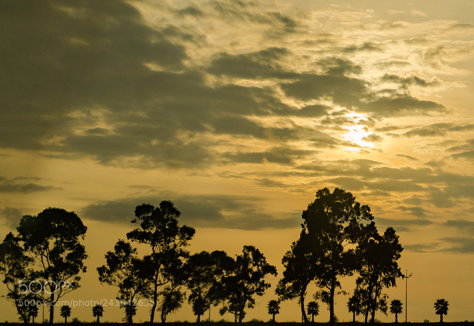 Sony a6300 sample photo. Tree border photography
