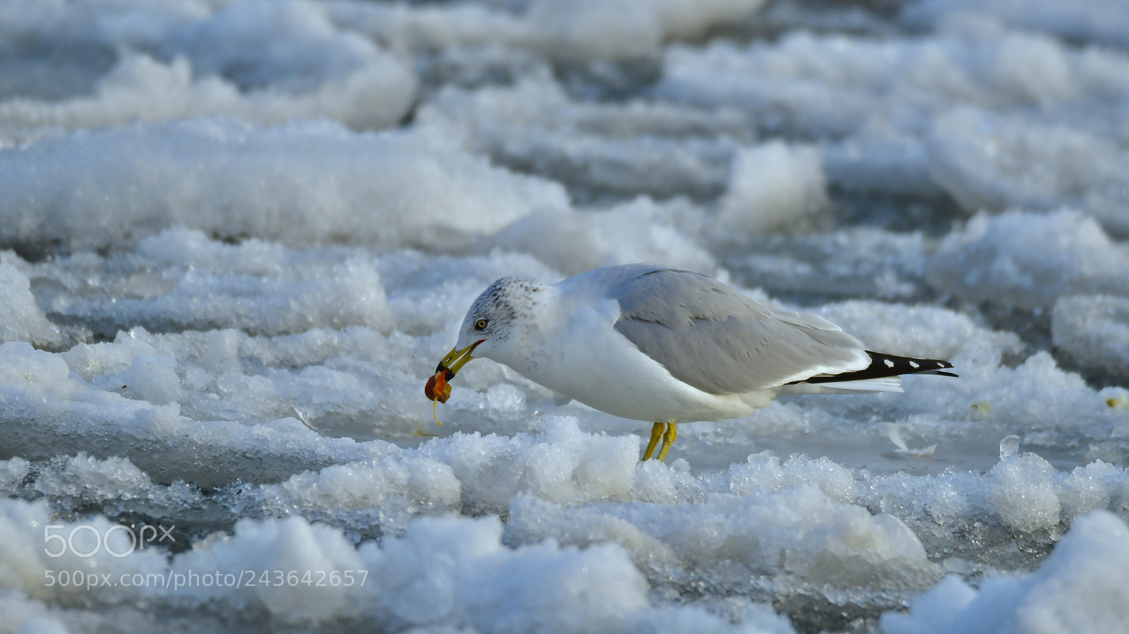 Nikon D850 sample photo. A seagull at winter photography