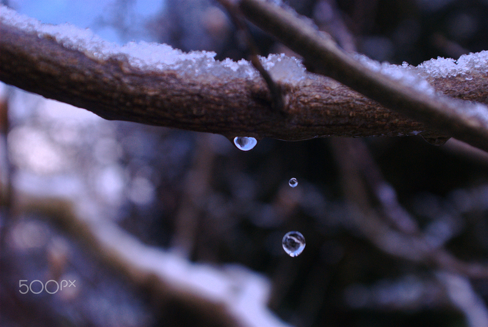 AF Zoom-Nikkor 28-85mm f/3.5-4.5 sample photo. Snow drop photography