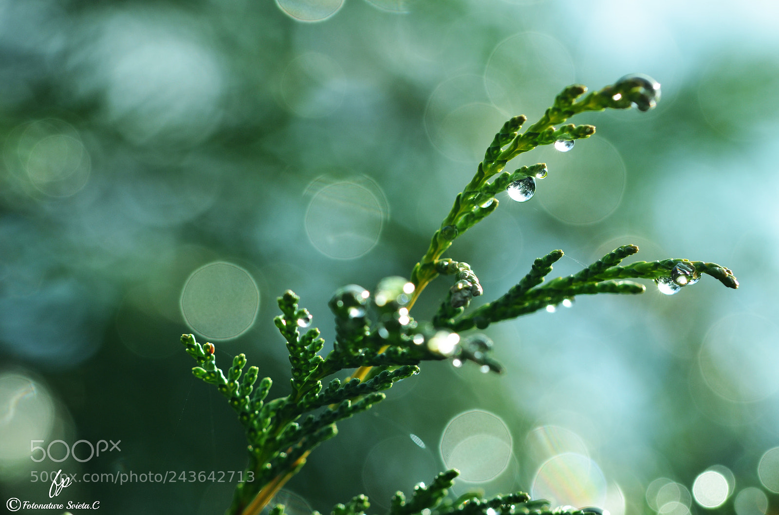 Nikon D5100 sample photo. Water droplets photography