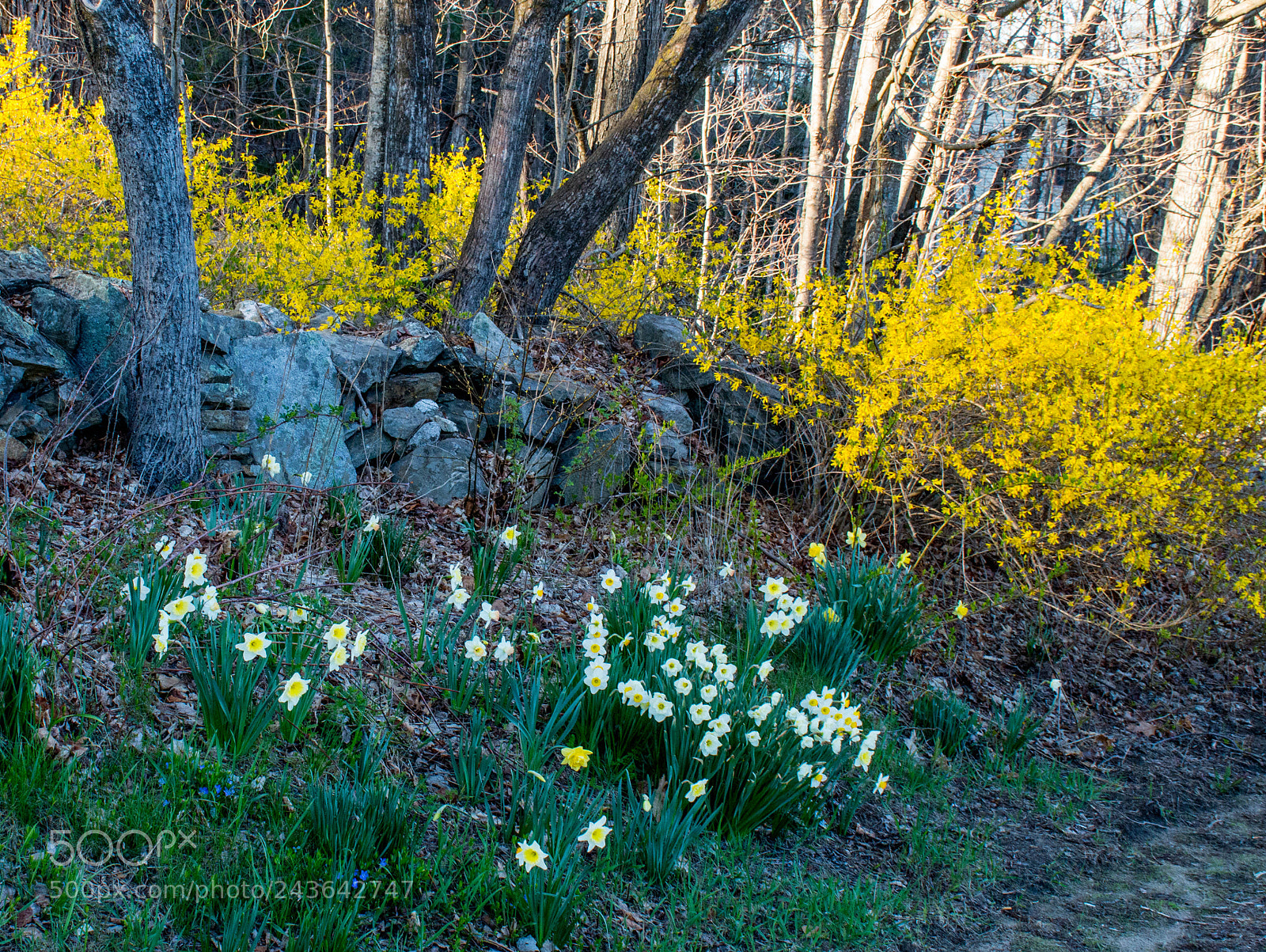 Nikon D3200 sample photo. Enchanted april photography