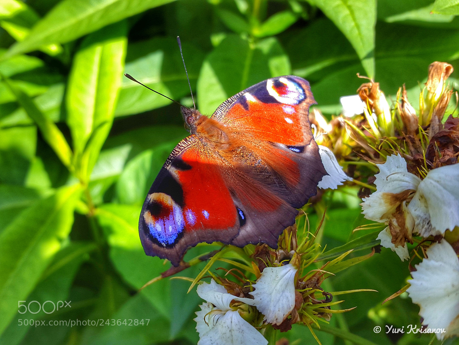 Samsung Galaxy Alpha sample photo. Peacock butterfly photography