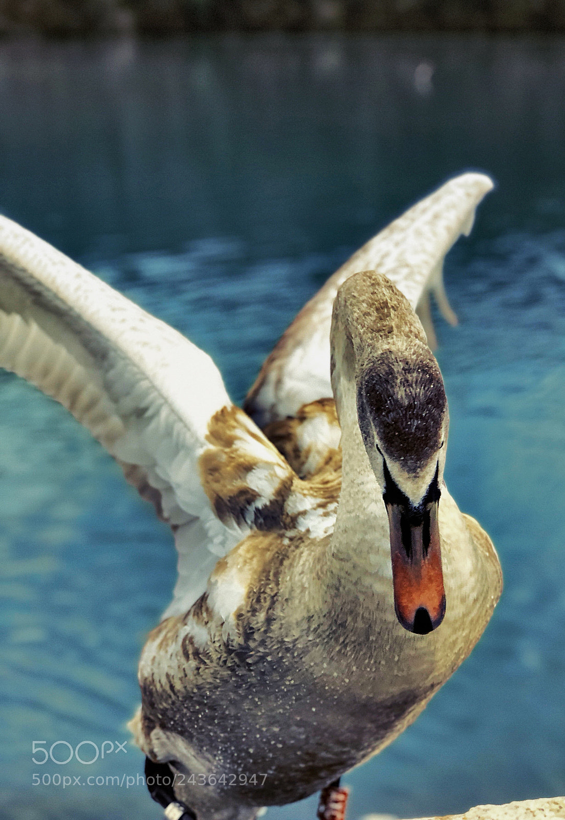 Apple iPhone 8 Plus sample photo. Young swan photography