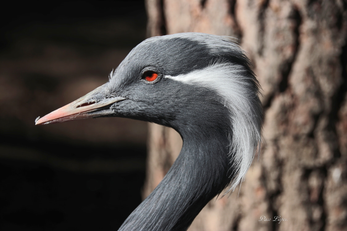 Canon EOS 77D (EOS 9000D / EOS 770D) sample photo. Grulla photography