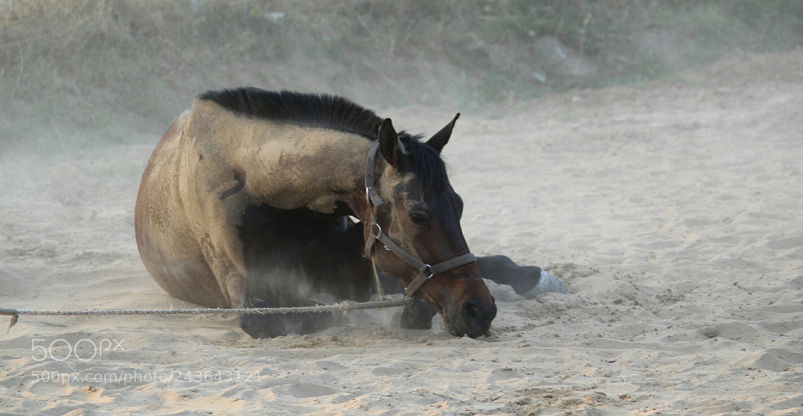 Canon EOS 1300D (EOS Rebel T6 / EOS Kiss X80) sample photo. Thoroughbred horse photography