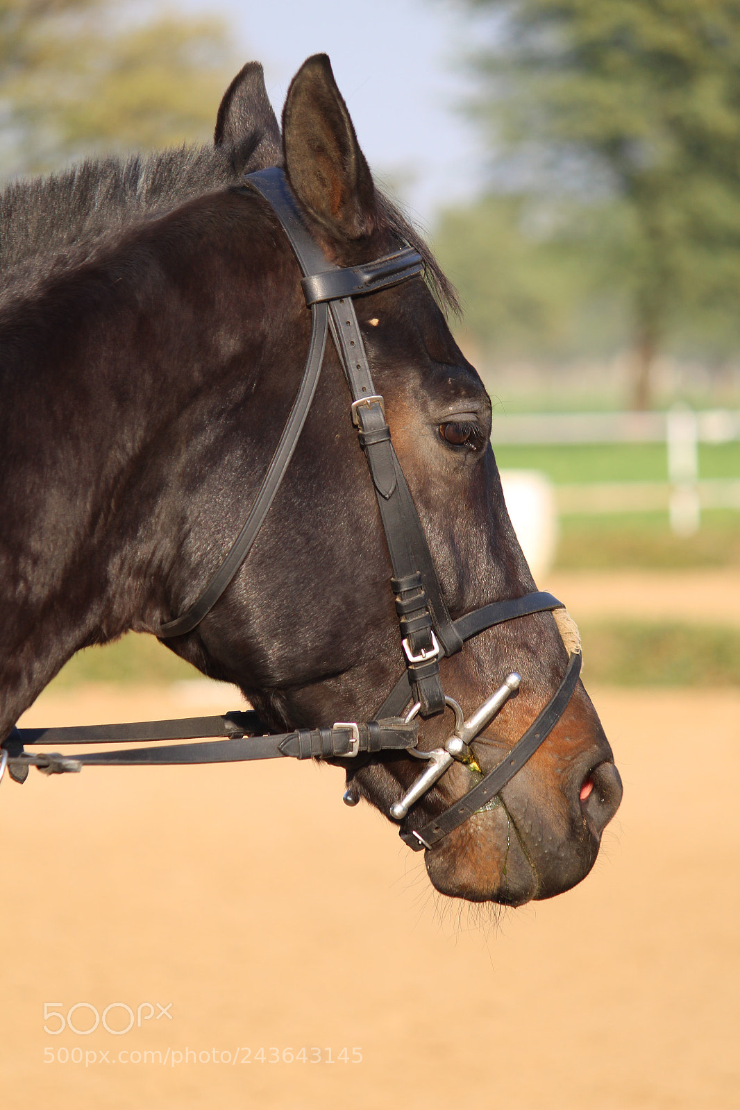 Canon EOS 1300D (EOS Rebel T6 / EOS Kiss X80) sample photo. Thoroughbred horse photography