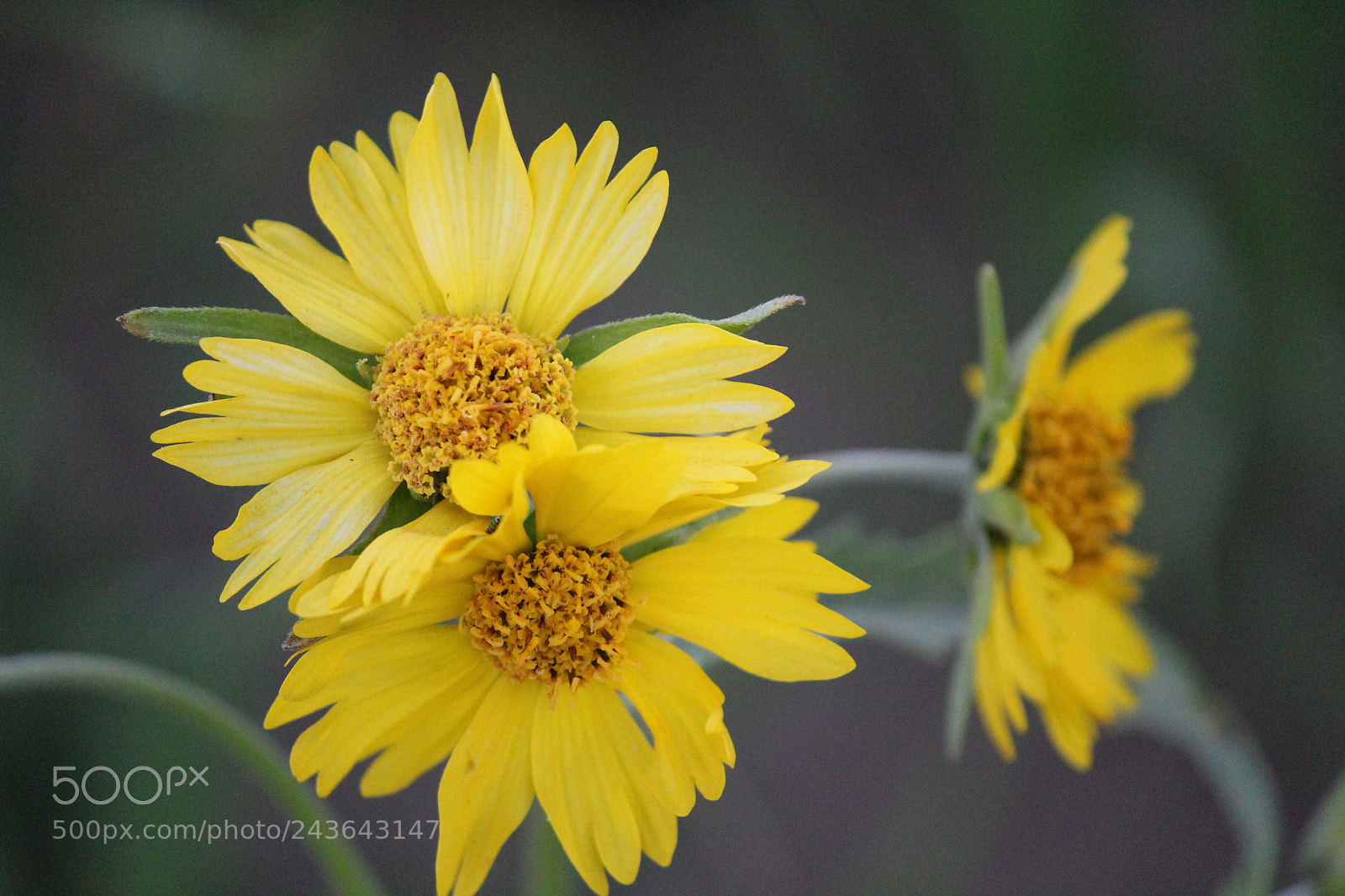 Canon EF-S 55-250mm F4-5.6 IS II sample photo. Yellow flowers photography
