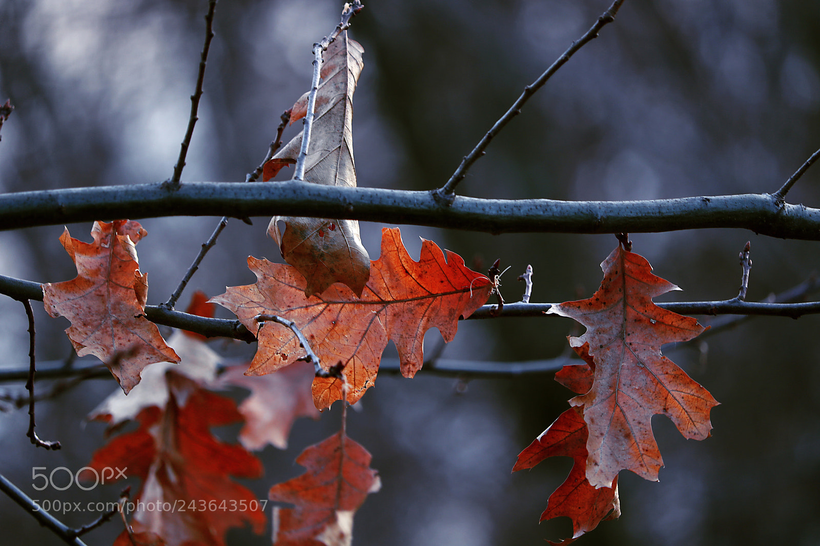 Canon EOS 750D (EOS Rebel T6i / EOS Kiss X8i) sample photo. Winter leaves after rain photography