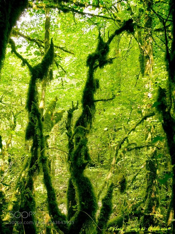 Olympus OM-D E-M5 sample photo. Souls of the forest photography