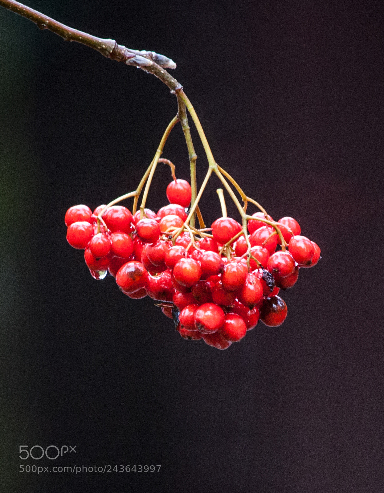 Canon EOS 450D (EOS Rebel XSi / EOS Kiss X2) sample photo. Autumn berries photography
