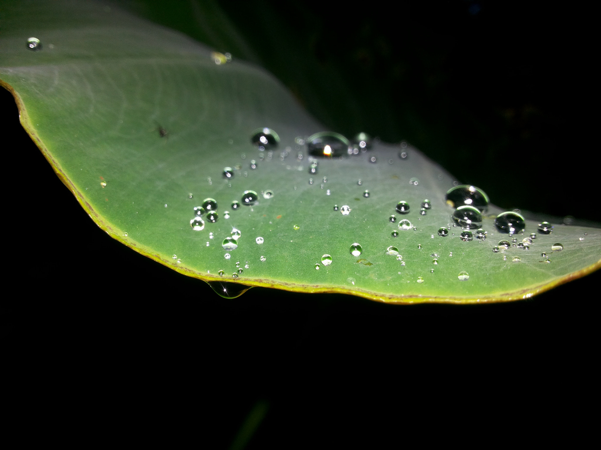 Samsung Galaxy Grand Duos sample photo. Natures beauty photography