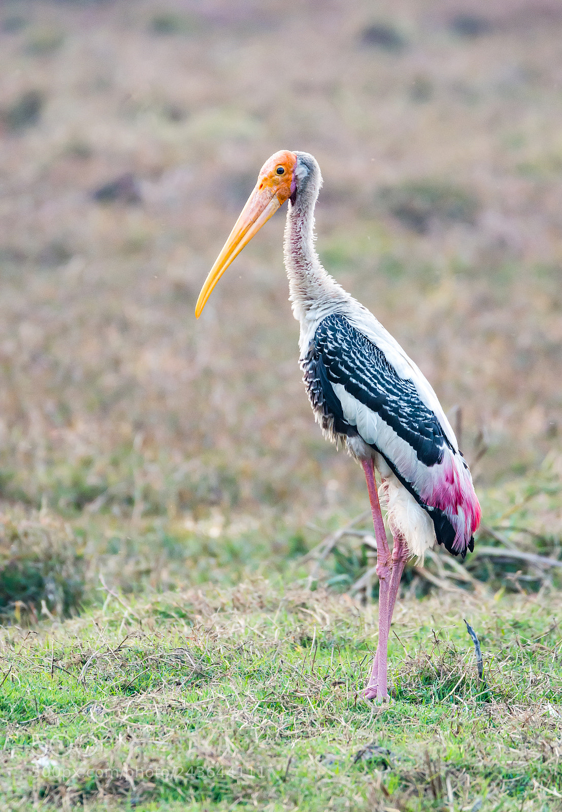 Nikon D7100 sample photo. Painted stork (mycteria leucocephala) photography