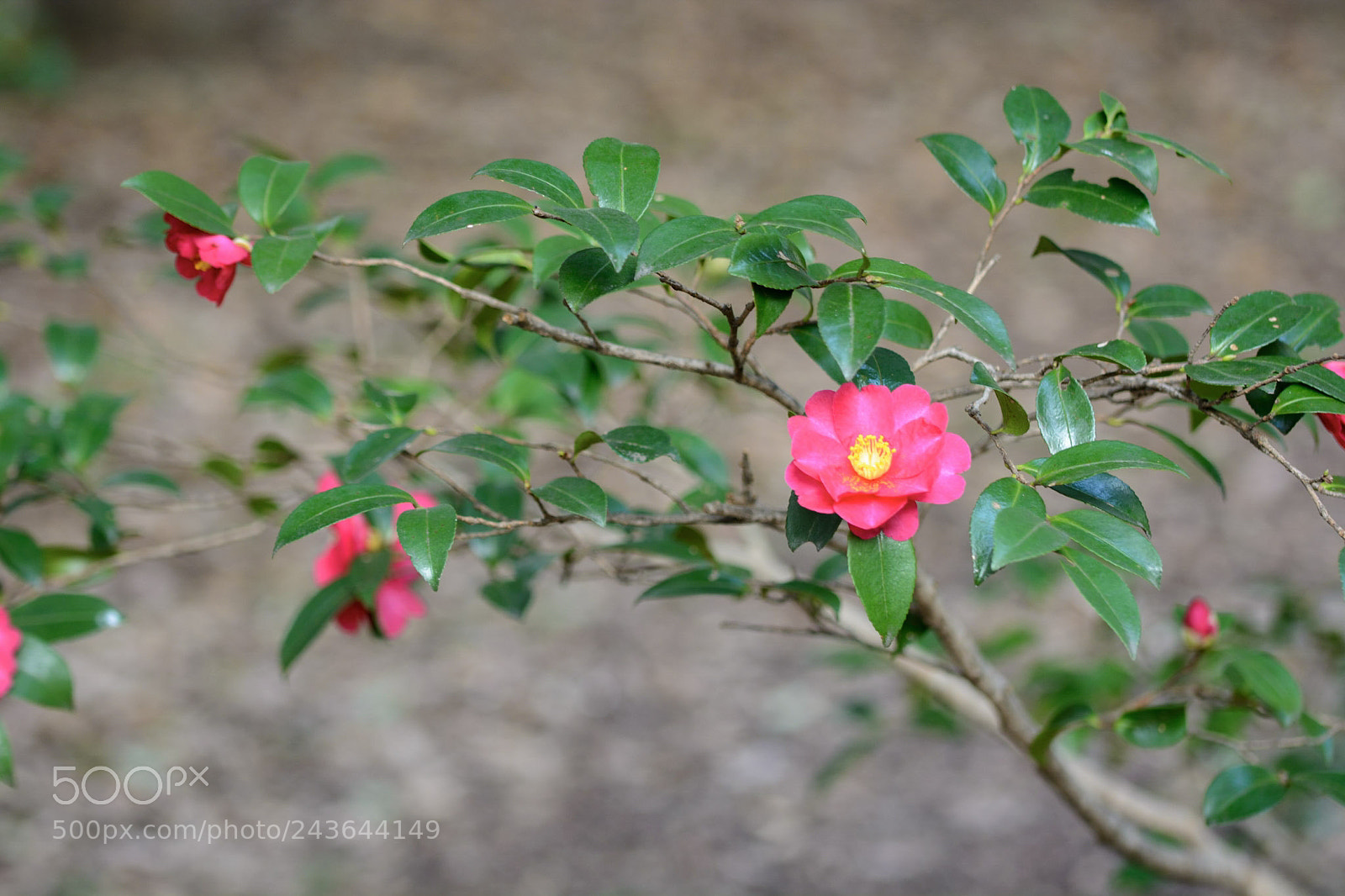 Nikon D7100 sample photo. T?s? photography