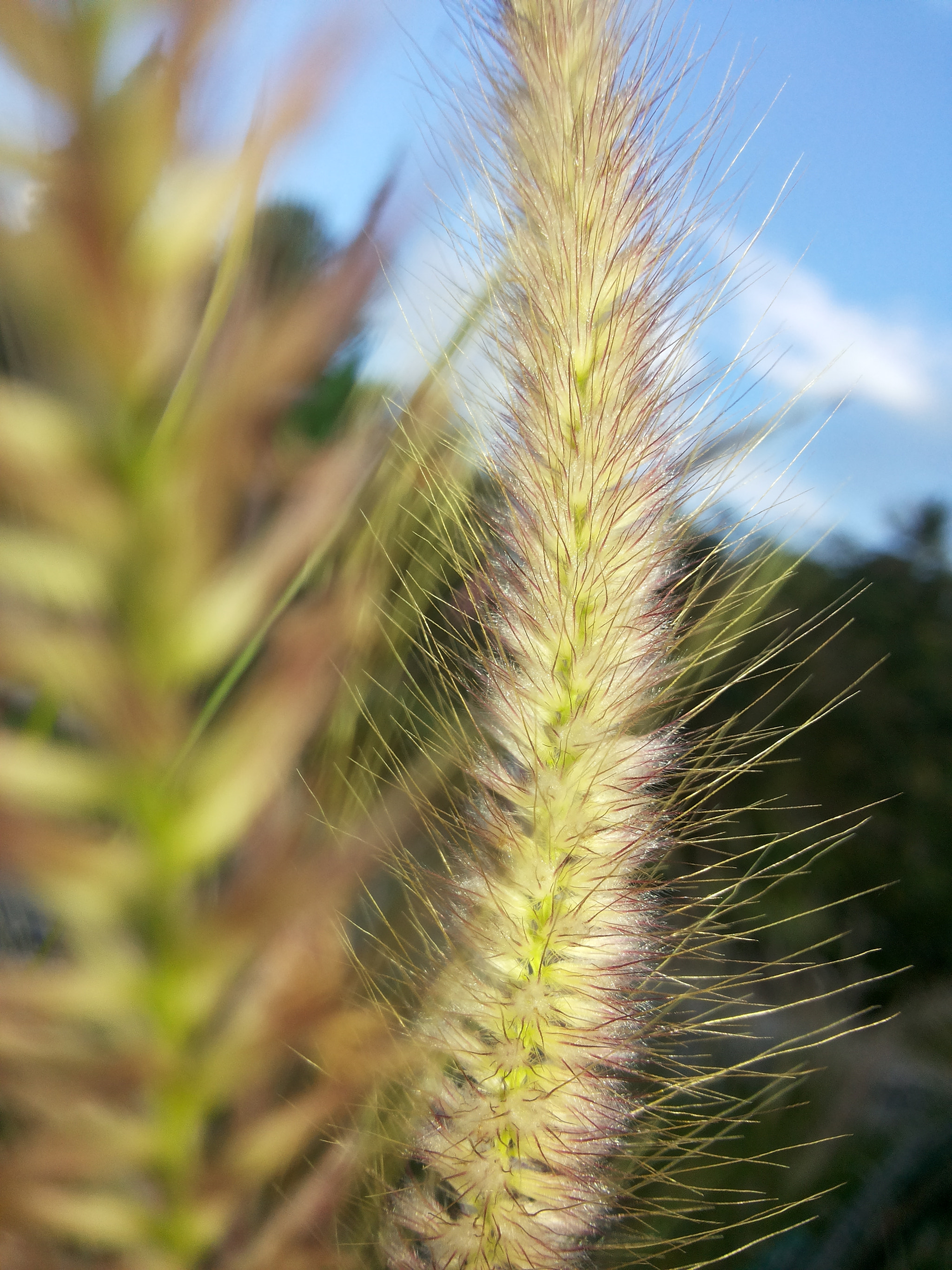 Samsung Galaxy Grand Duos sample photo. Natures beauty photography