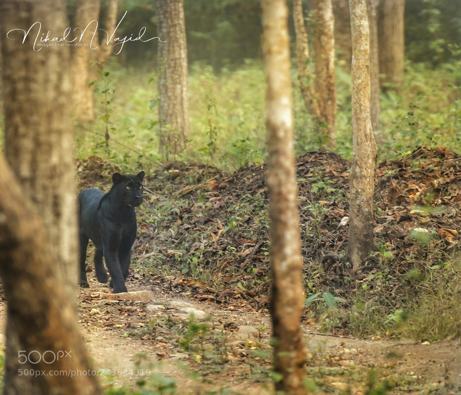 Nikon D500 sample photo. Black panther photography