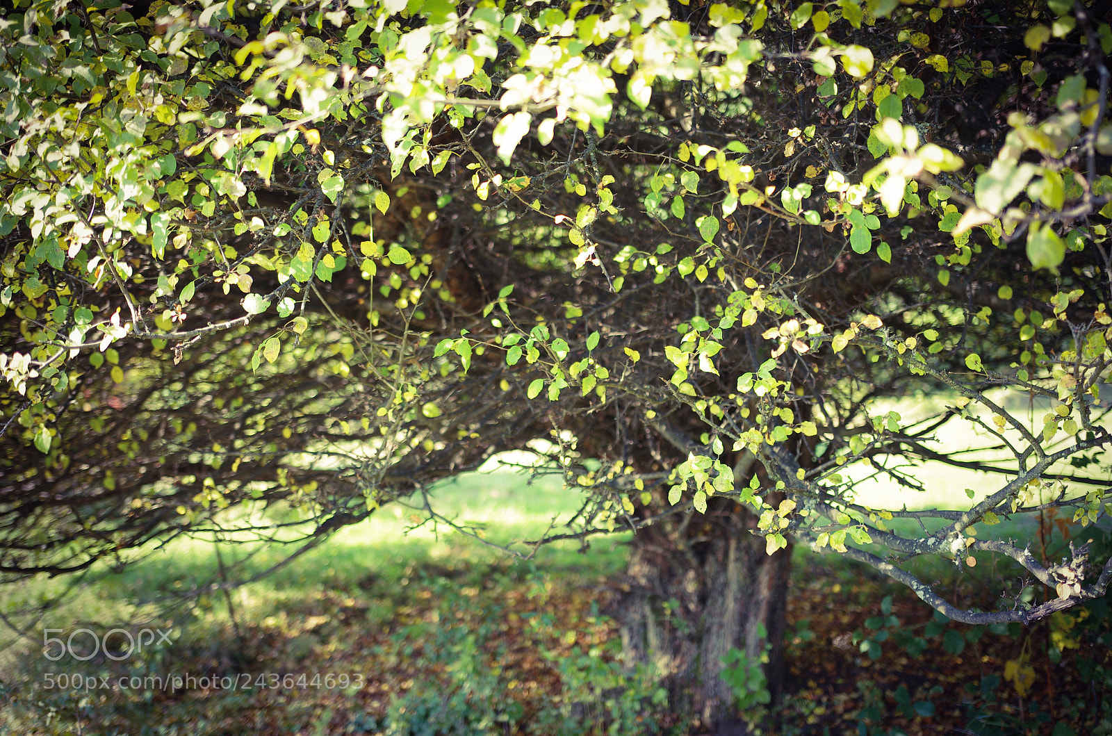 Pentax K-5 IIs sample photo. Untitled photography