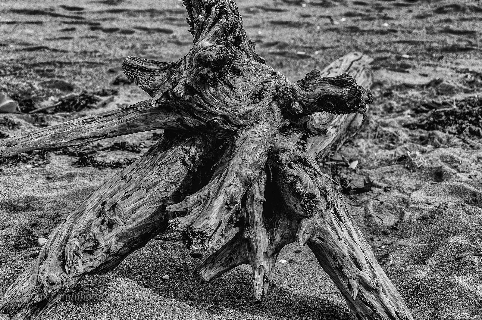Nikon D90 sample photo. Flotsam photography