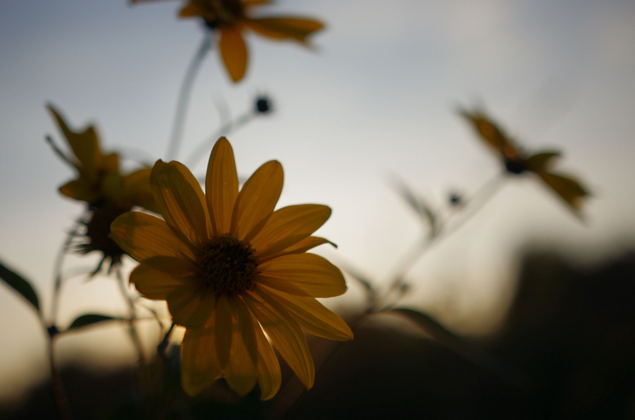 Sigma 18-35mm F1.8 DC HSM Art sample photo. Untitled photography