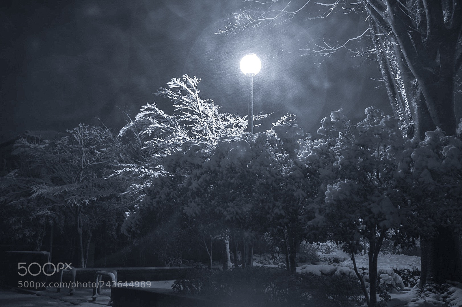 Nikon Df sample photo. Snow photography