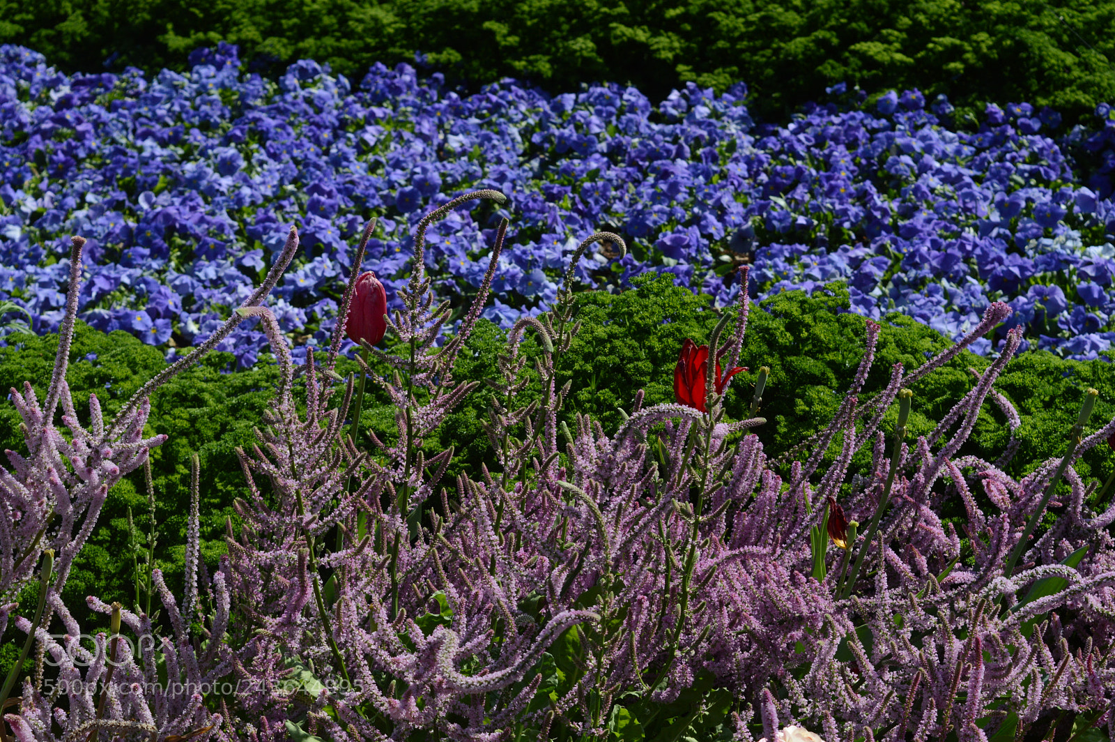 Nikon D3200 sample photo. Fields of flowers photography