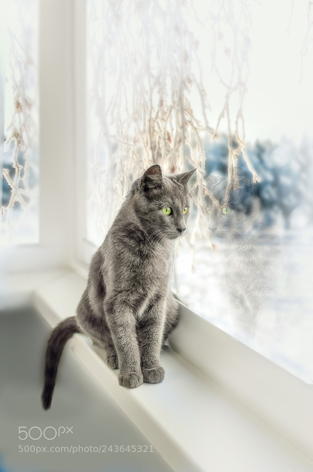 Nikon D3200 sample photo. Gray kitten sitting on photography