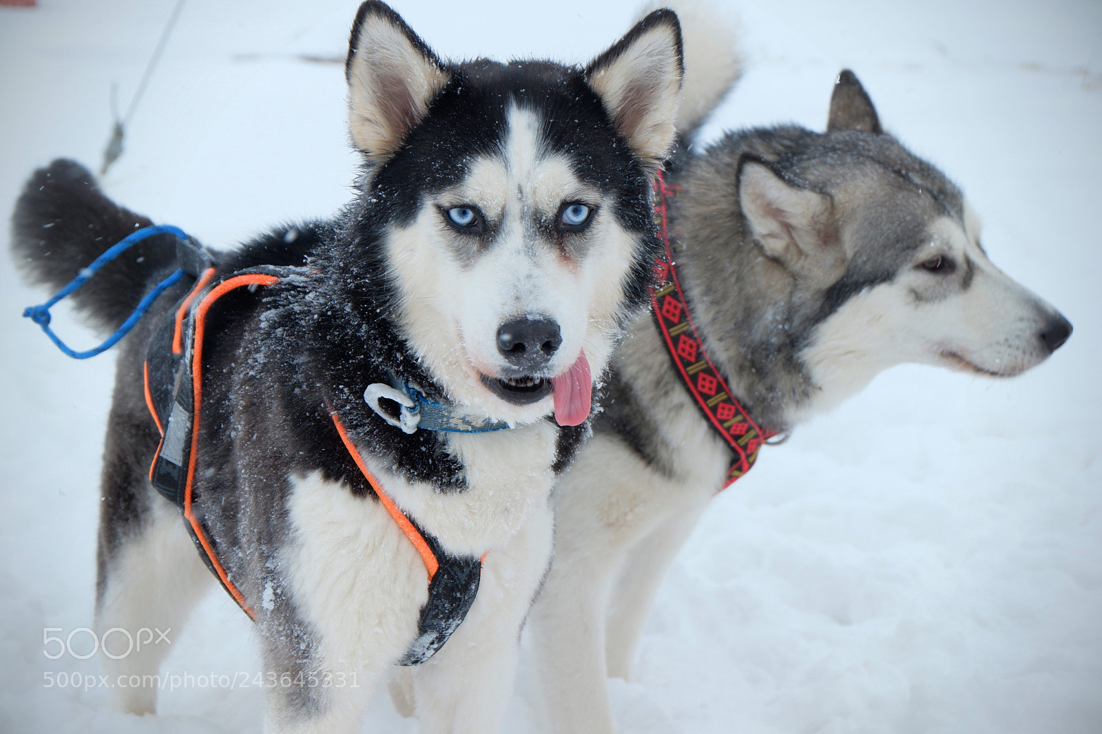 Fujifilm X-A3 sample photo. Sled dog photography