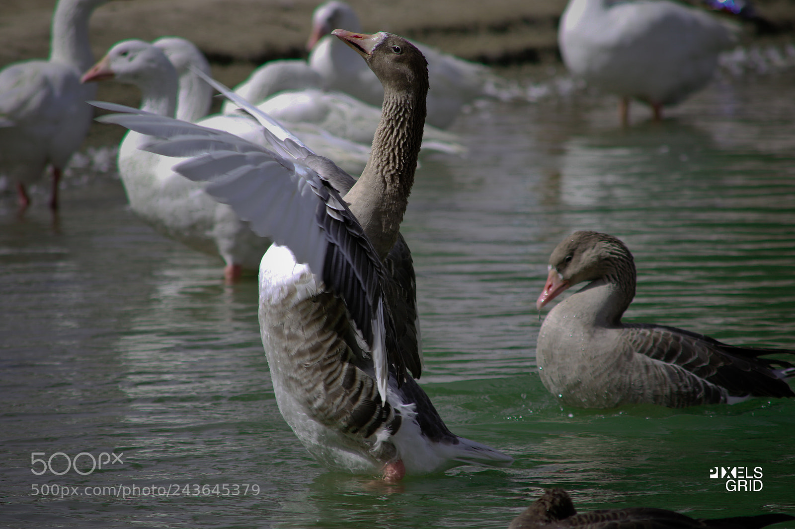Canon EOS 7D Mark II sample photo. Ducks photography