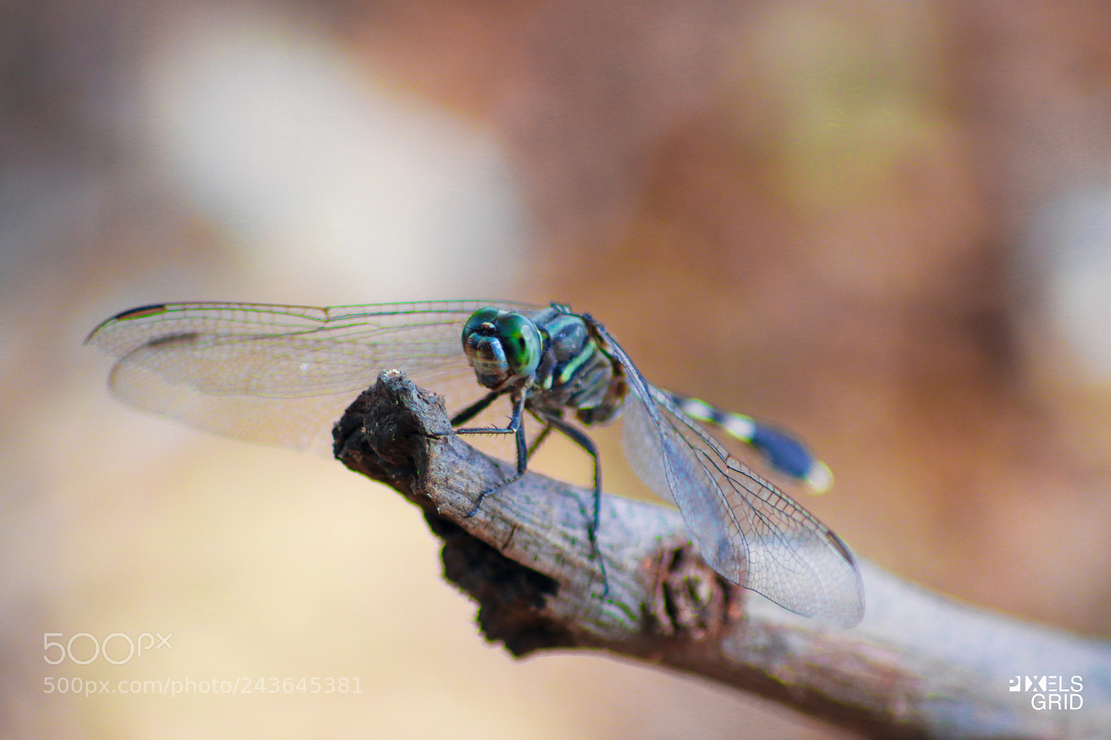 Canon EOS 7D Mark II sample photo. Dragonfly photography