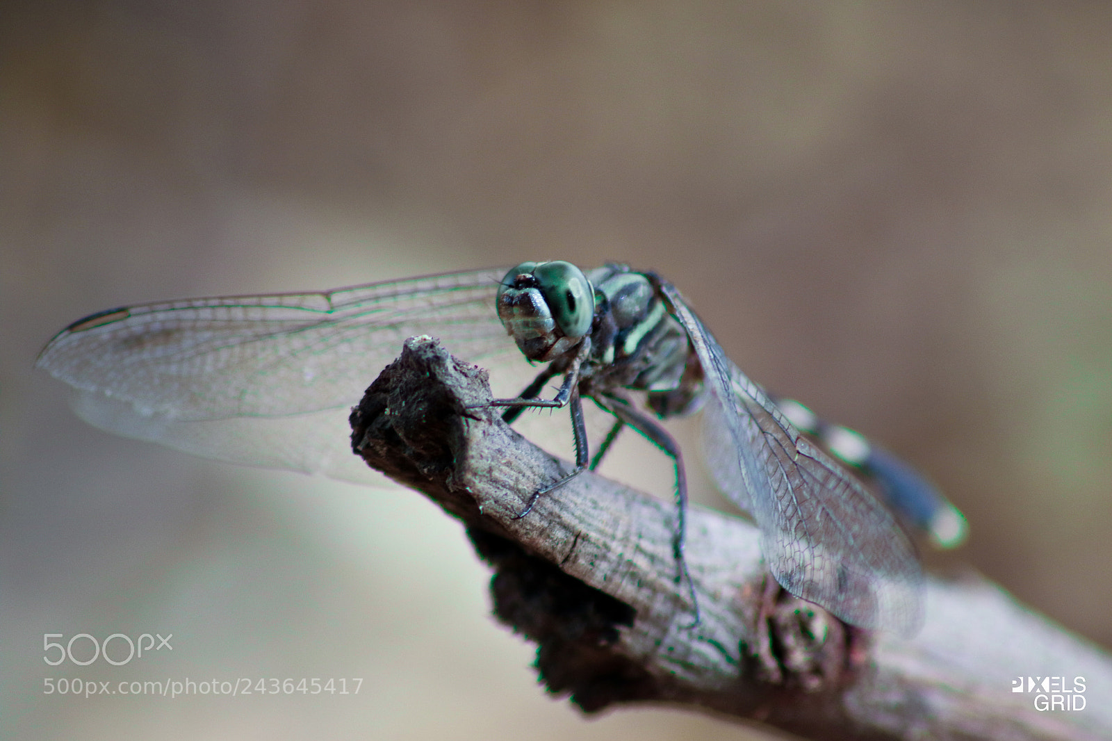 Canon EOS 7D Mark II sample photo. Dragonfly photography