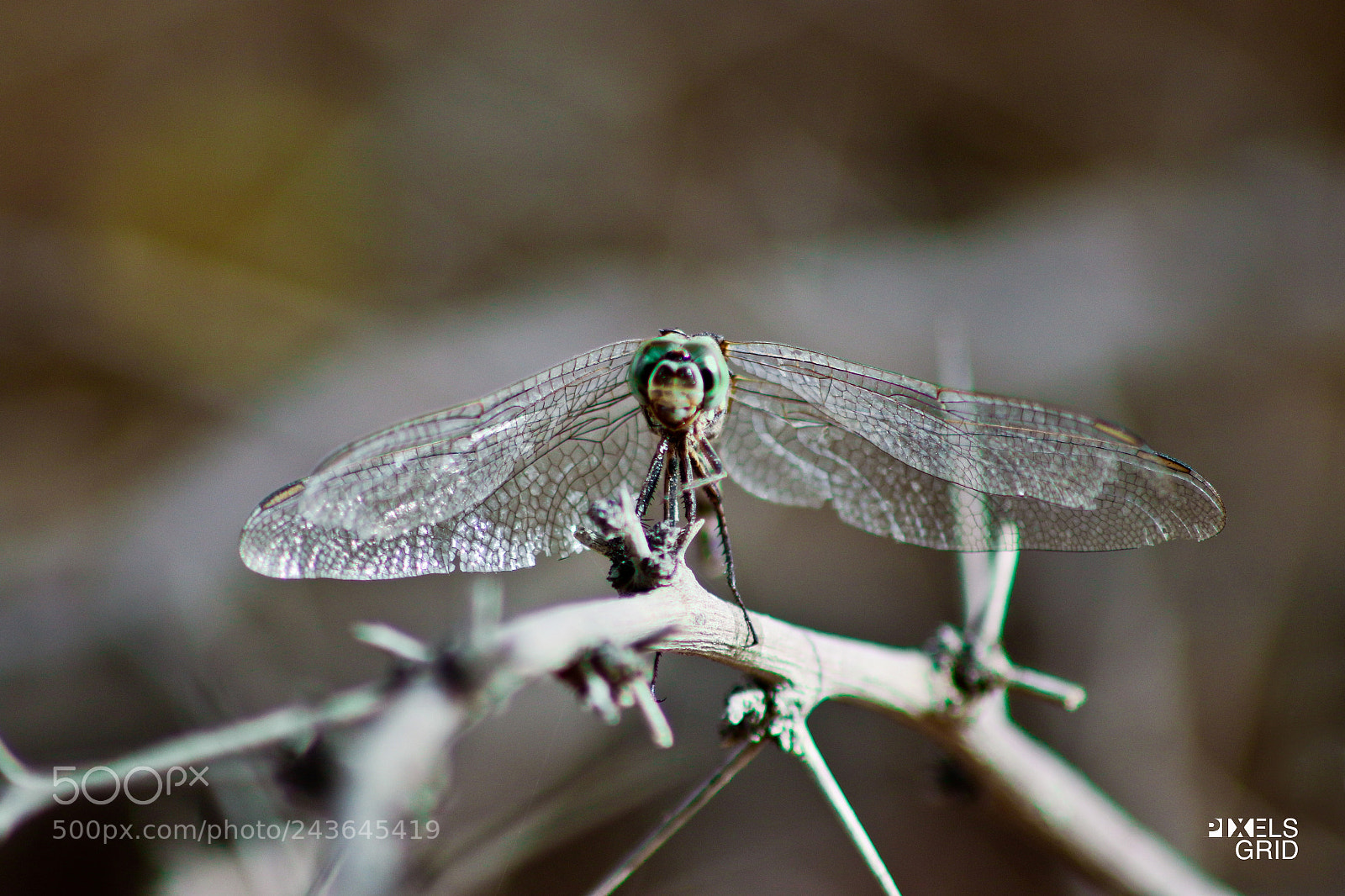 Canon EOS 7D Mark II sample photo. Dragonfly photography
