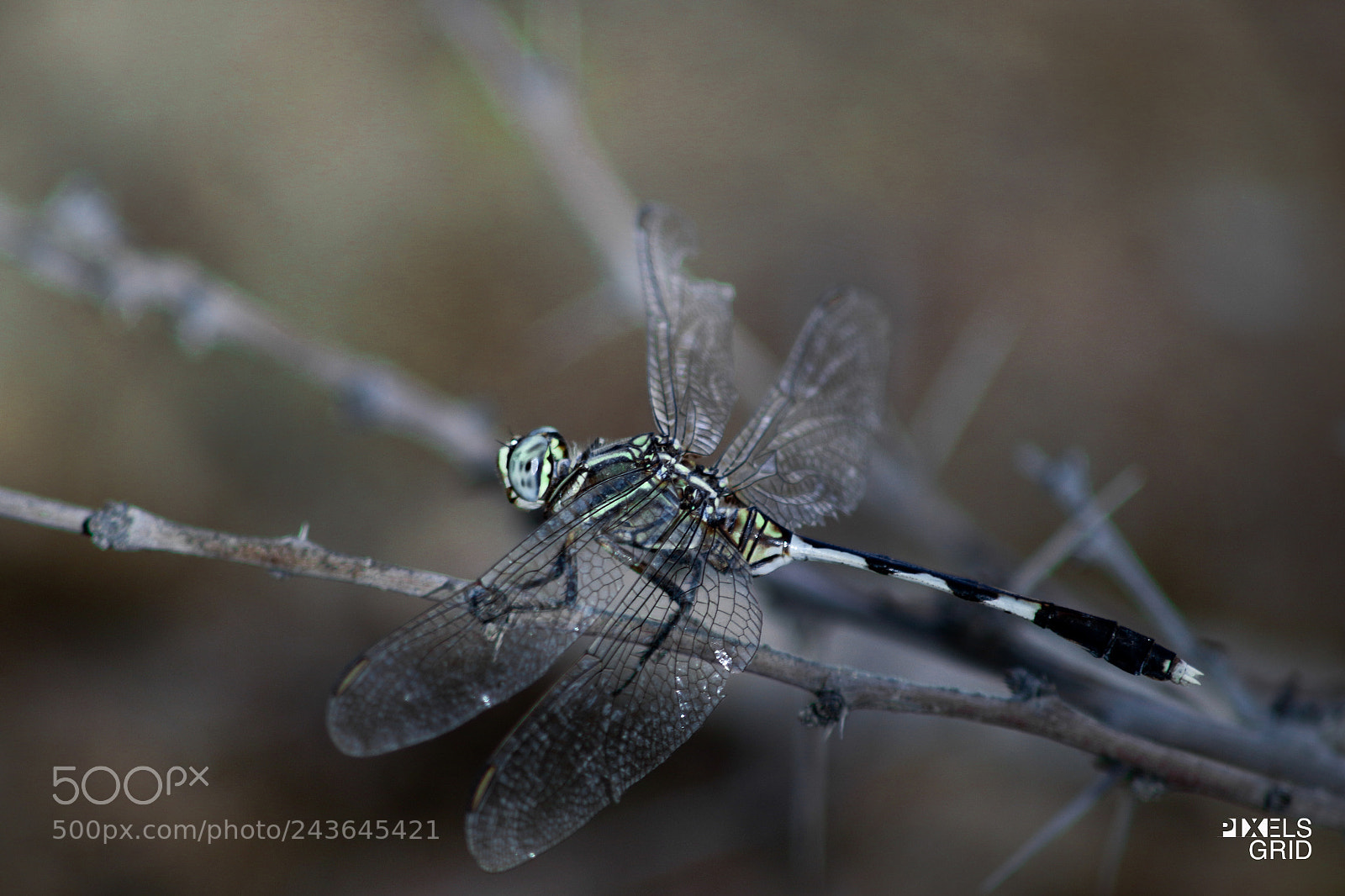 Canon EOS 7D Mark II sample photo. Dragonfly photography