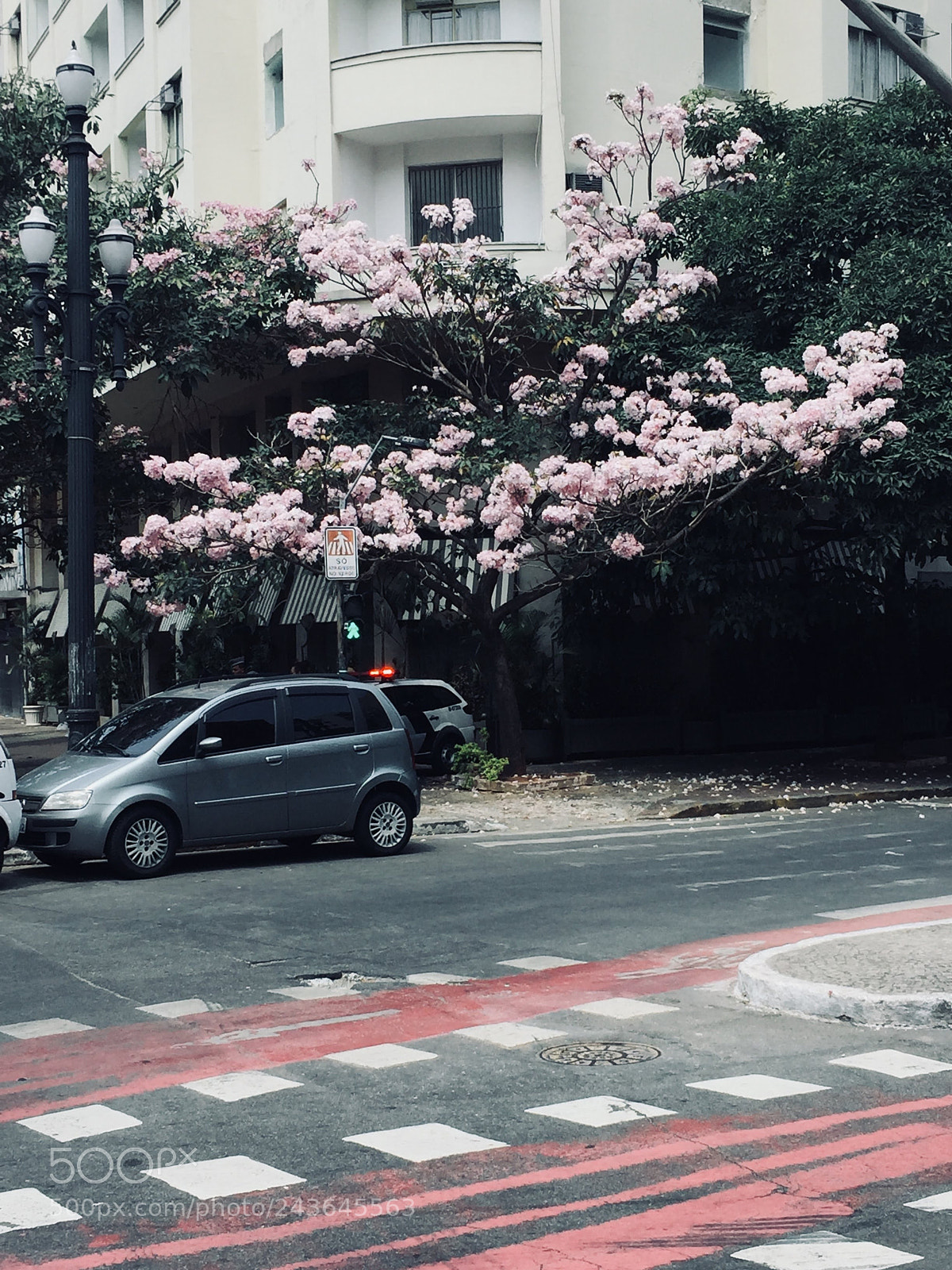 Apple iPhone 6 sample photo. Flores de sp ??? photography