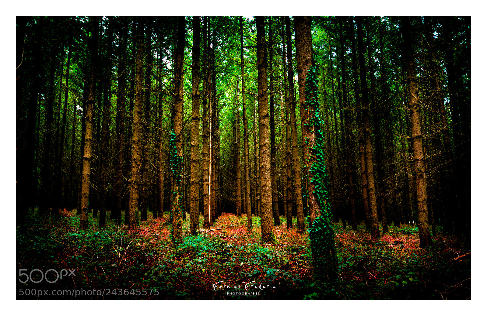 Nikon D7100 sample photo. In the woods photography
