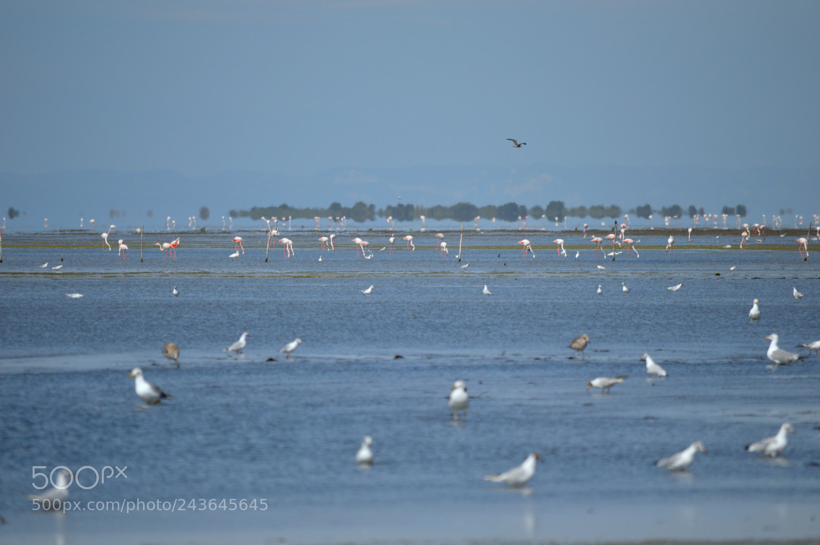 Nikon D3200 sample photo. Camargue photography