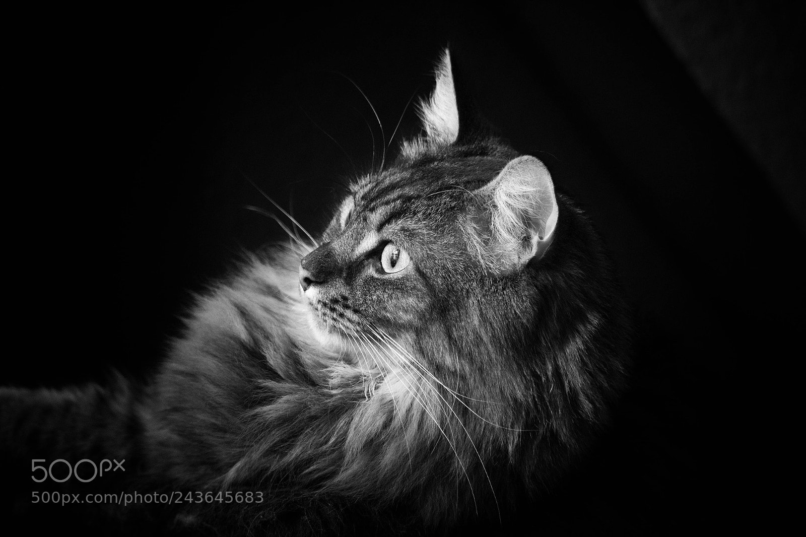 Canon EOS 60D sample photo. Kater photography