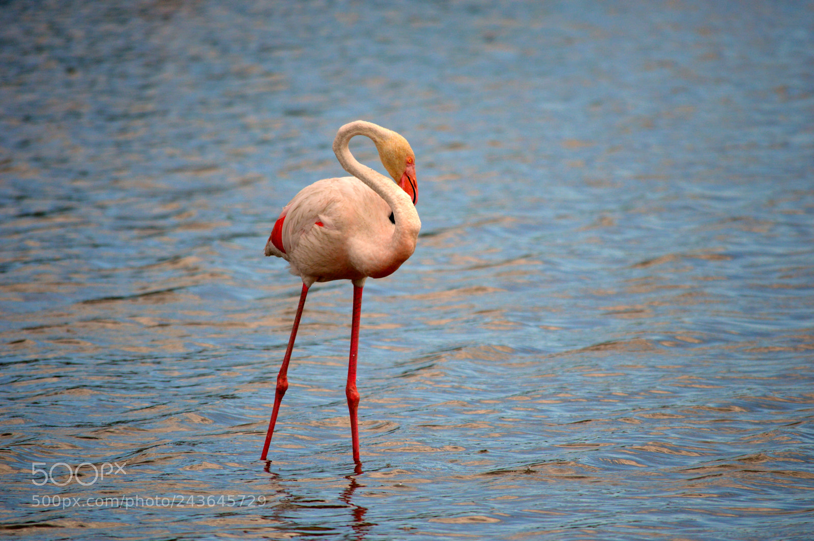 Nikon D3200 sample photo. Camargue photography
