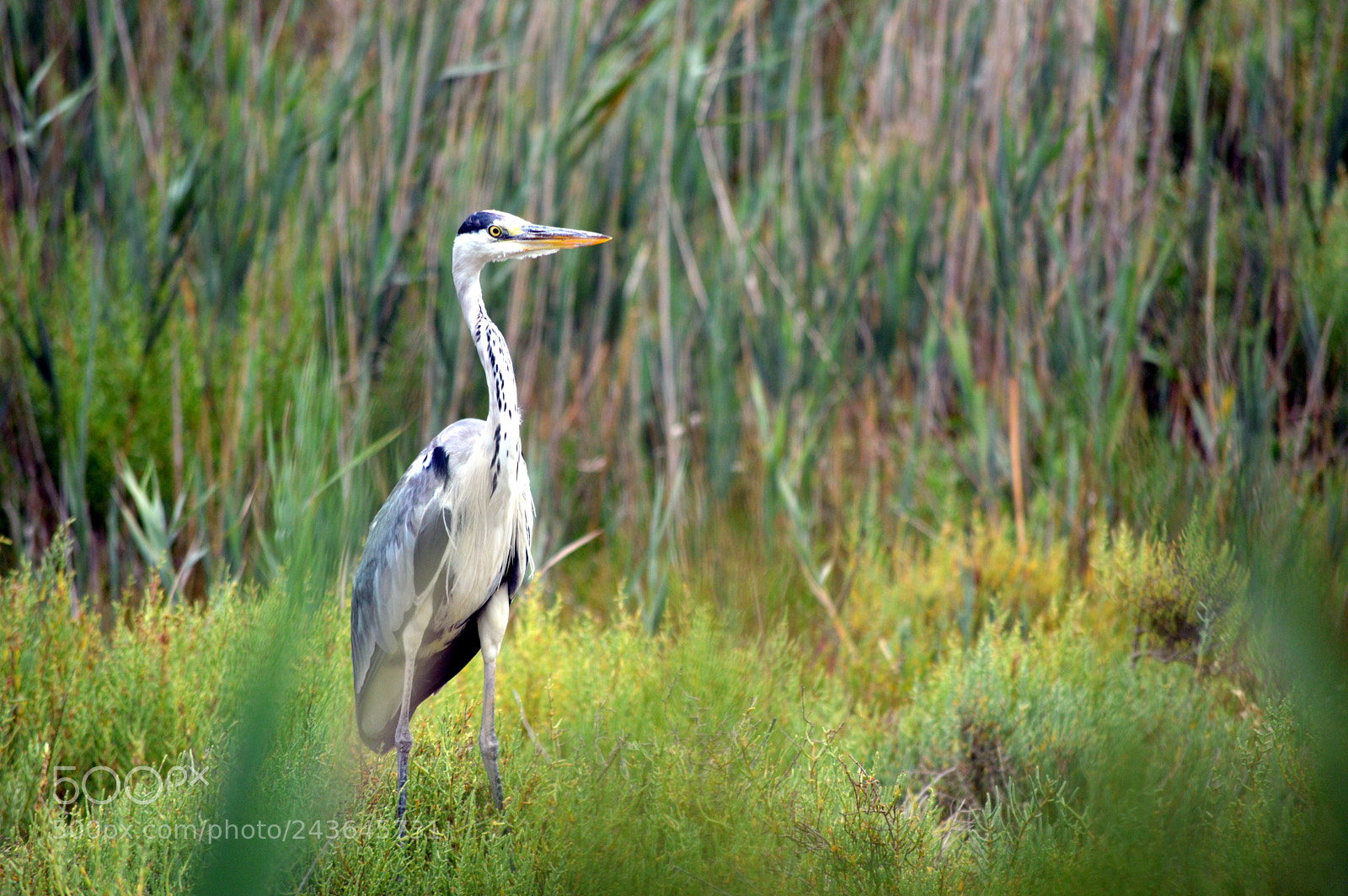 Nikon D3200 sample photo. Camargue photography