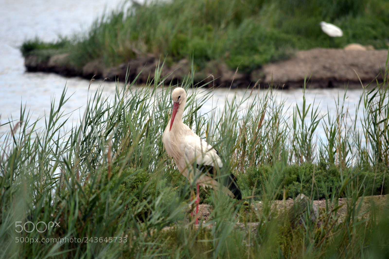 Nikon D3200 sample photo. Camargue photography