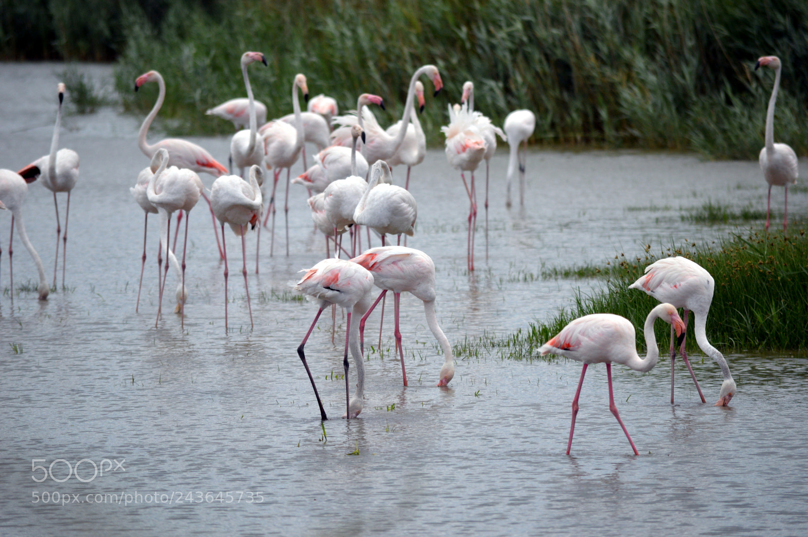 Nikon D3200 sample photo. Camargue photography