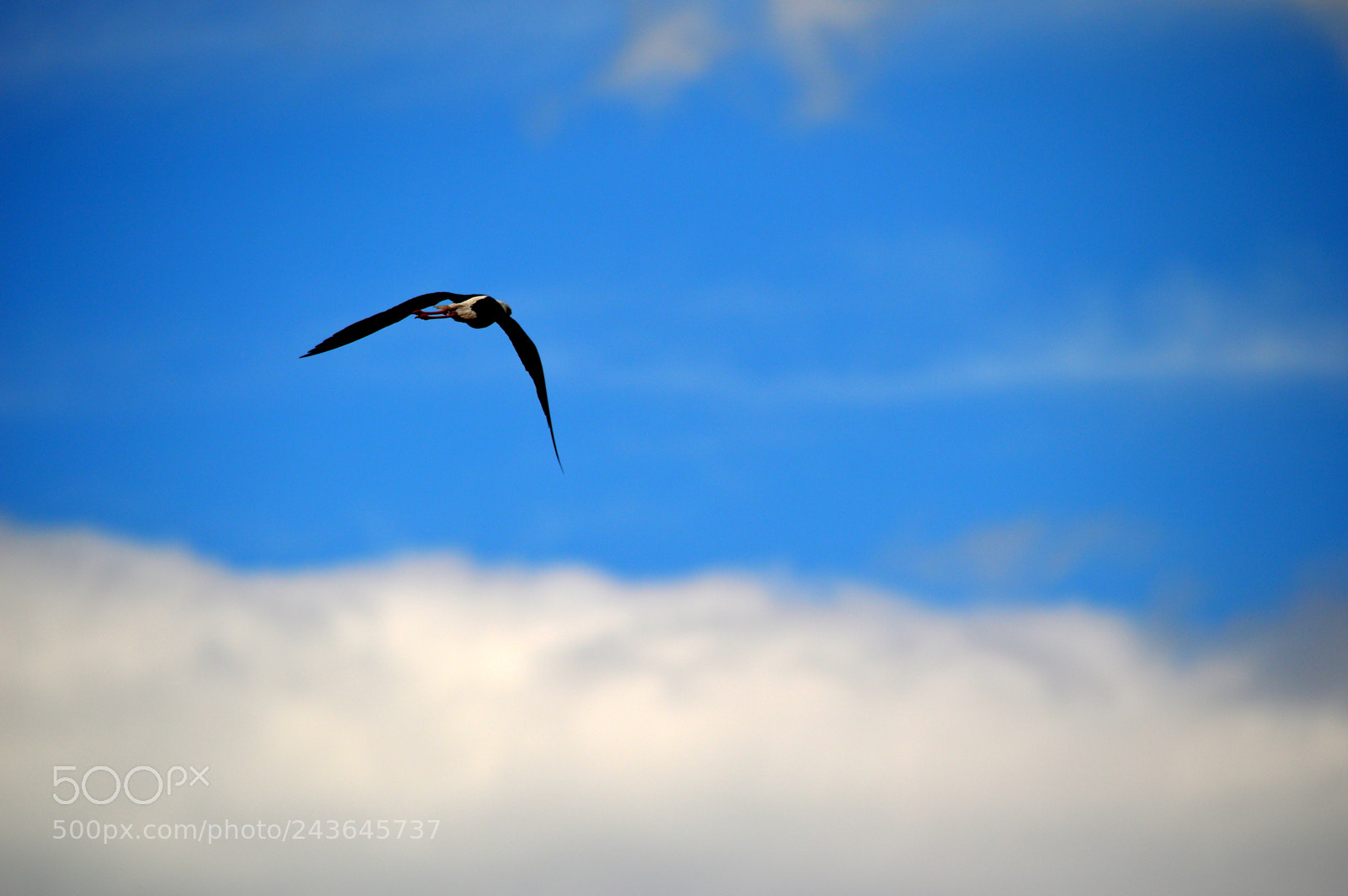 Nikon D3200 sample photo. Camargue photography