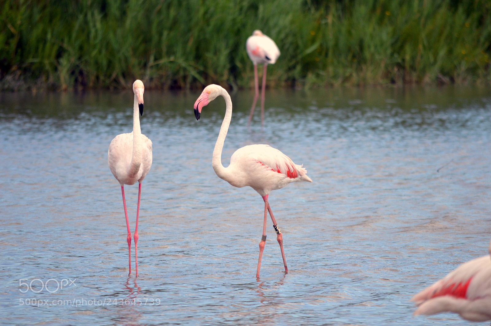 Nikon D3200 sample photo. Camargue photography