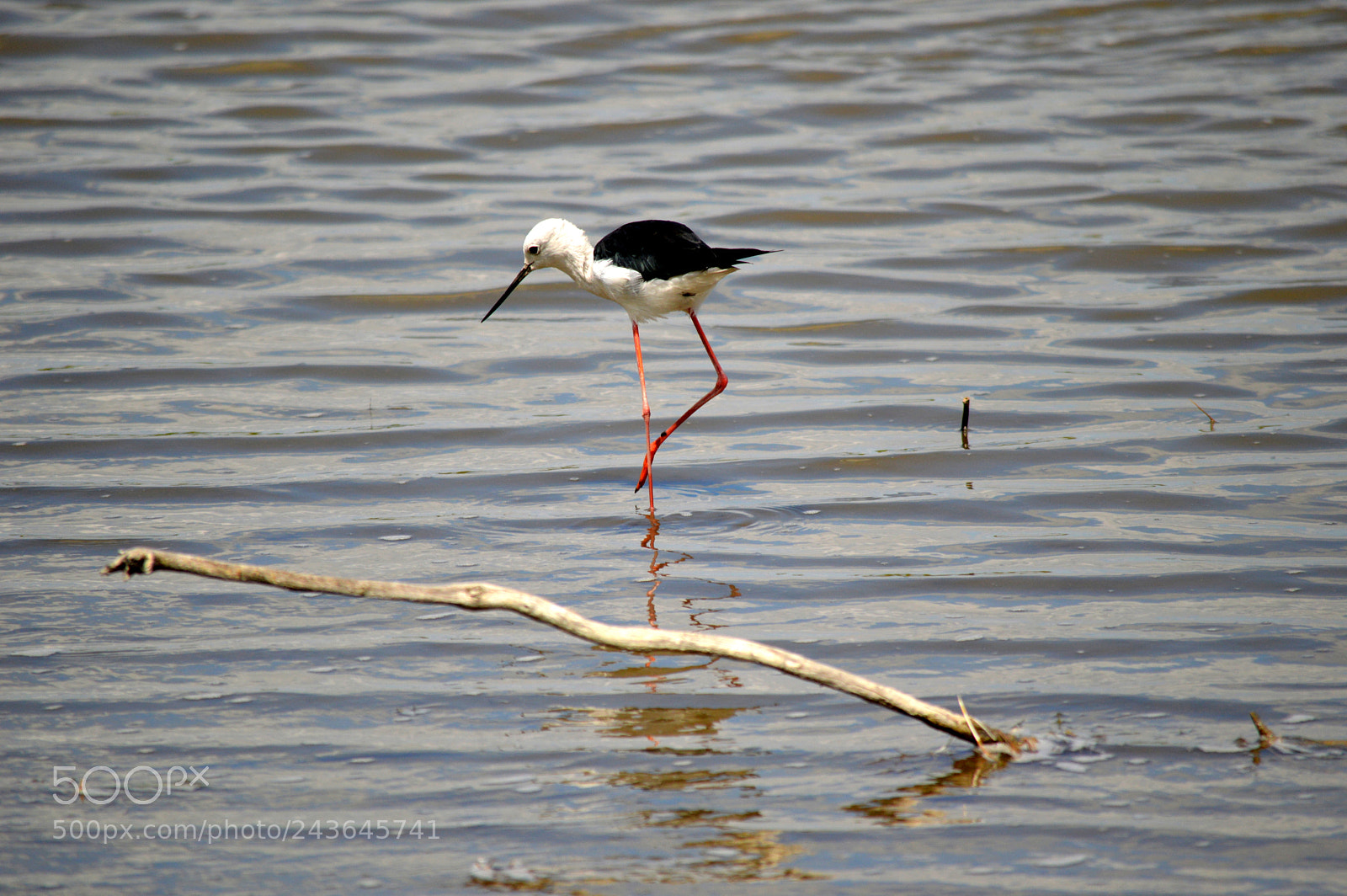 Nikon D3200 sample photo. Camargue photography