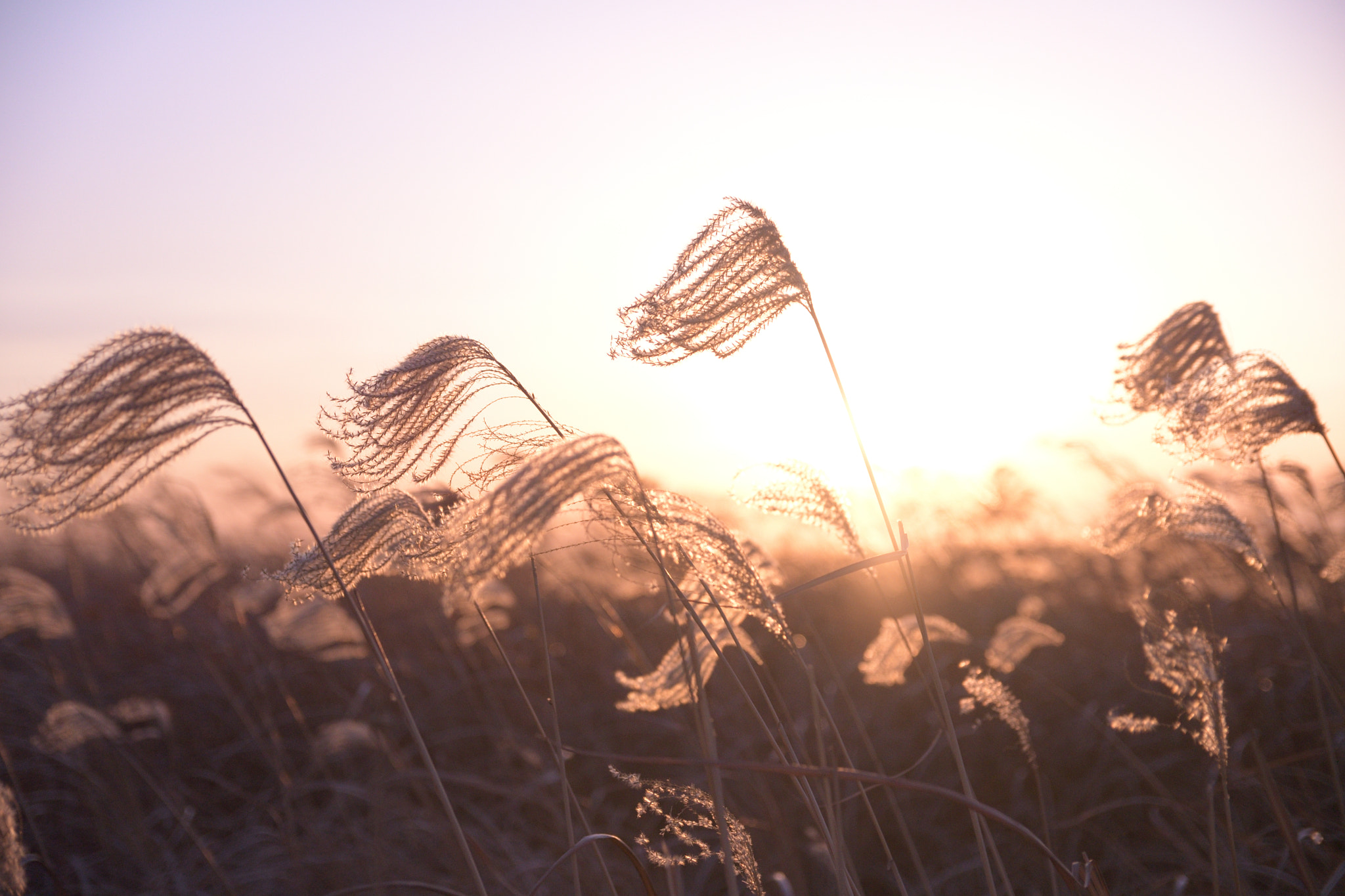 Sigma 17-50mm F2.8 EX DC OS HSM sample photo. Winter silver grass photography